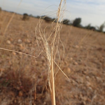 Stipa capillata — flower