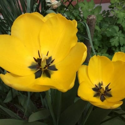 Tulipa gesneriana — flower