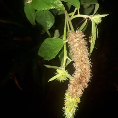 Malvastrum americanum — flower