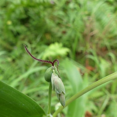Coix lacryma-jobi — flower