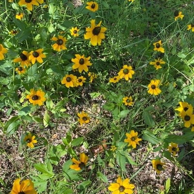 Rudbeckia triloba — flower