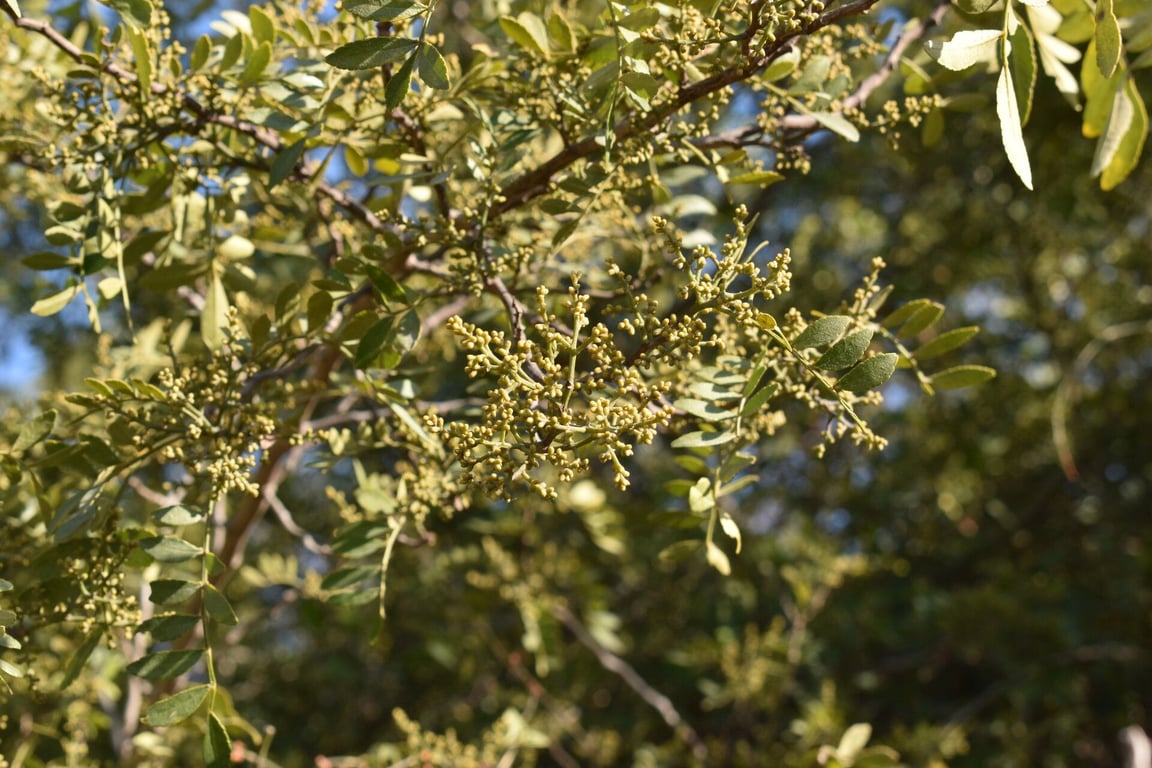 Lime prickly-ash
