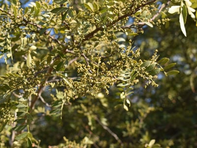 Lime prickly-ash
