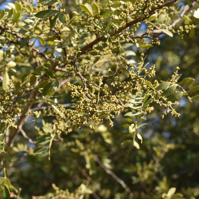 Zanthoxylum fagara — flower