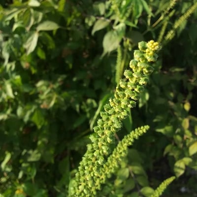 Ambrosia trifida — flower