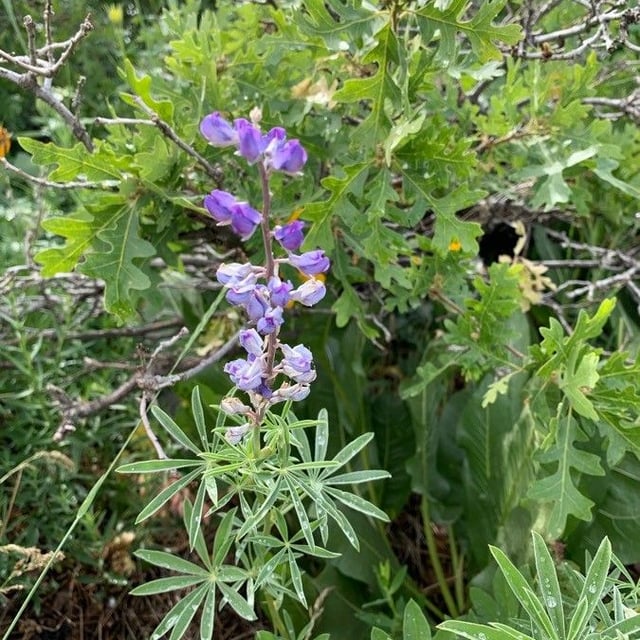 Lupinus albifrons — flower