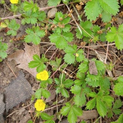 Potentilla canadensis — flower