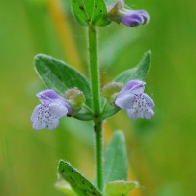 Scutellaria parvula — flower