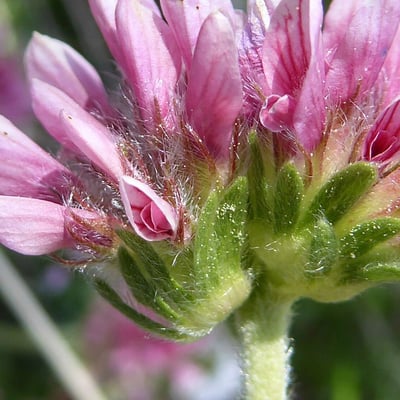 Anthyllis montana — flower