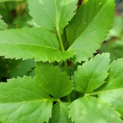Zizia aurea — leaf