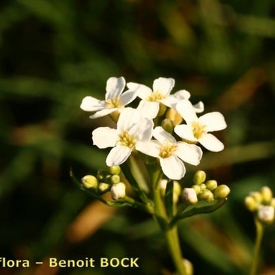 Arabidopsis halleri — flower