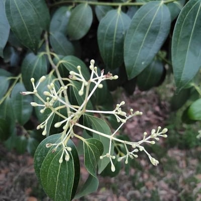 Cinnamomum verum — flower