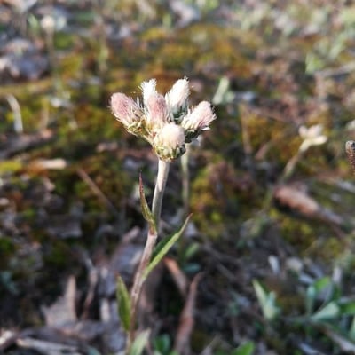 Antennaria alpina — flower