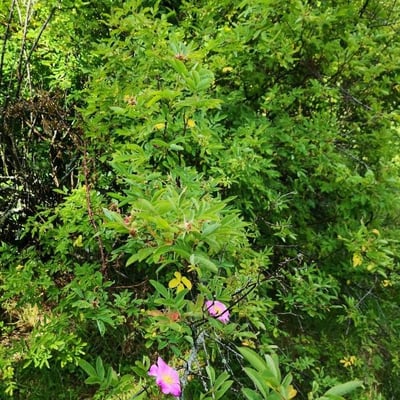 Rosa davurica — habit