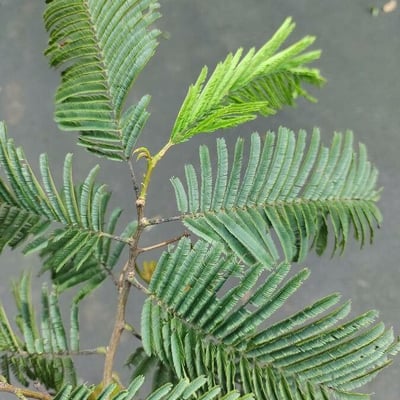 Anadenanthera colubrina — leaf