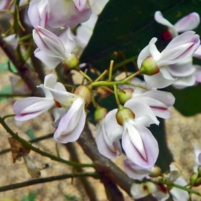 Gliricidia sepium — flower