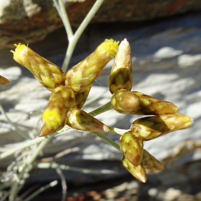 Phagnalon sordidum — flower
