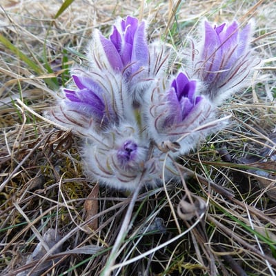 Pulsatilla grandis — flower