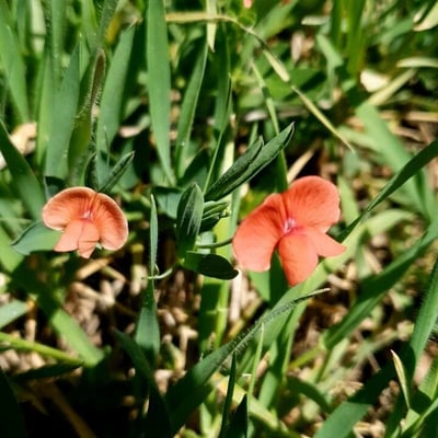 Lathyrus sphaericus — flower
