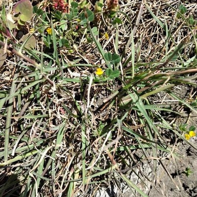 Medicago littoralis — flower