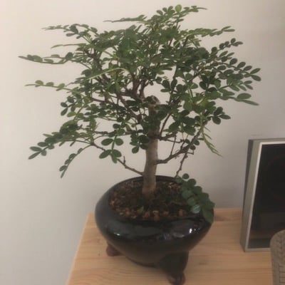 Zanthoxylum fagara — leaf