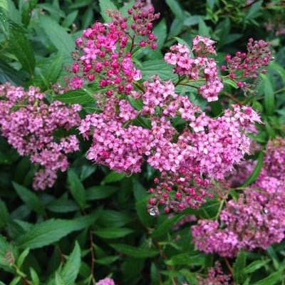 Spiraea japonica — flower