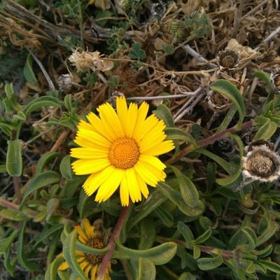 Pallenis maritima — flower