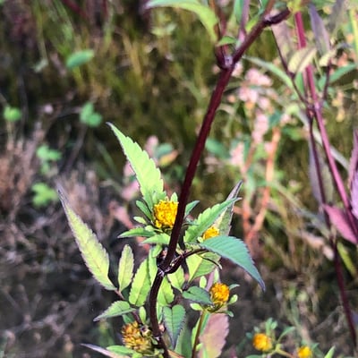 Bidens frondosa — flower