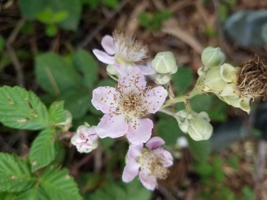 Elm-leaf blackberry
