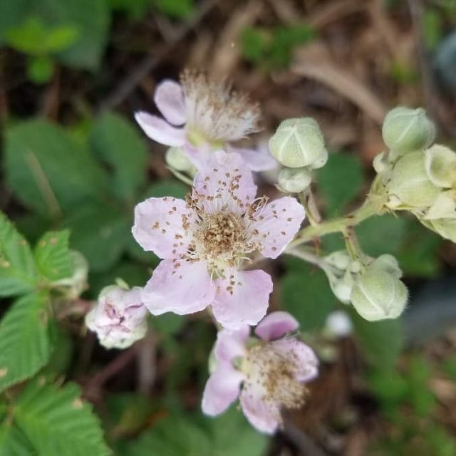Rubus ulmifolius — flower