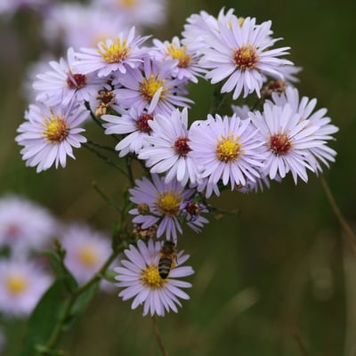 Symphyotrichum laeve — flower