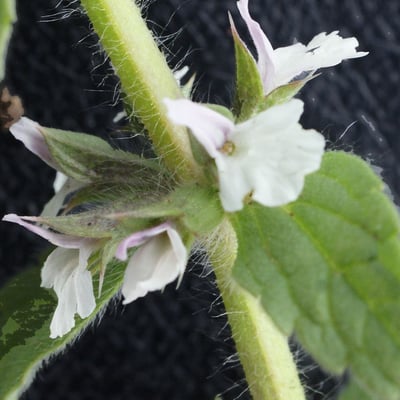 Sideritis romana — flower