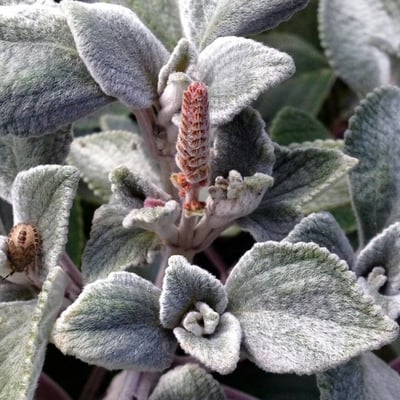 Stachys byzantina — flower
