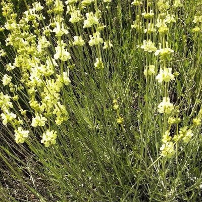 Sideritis incana — flower