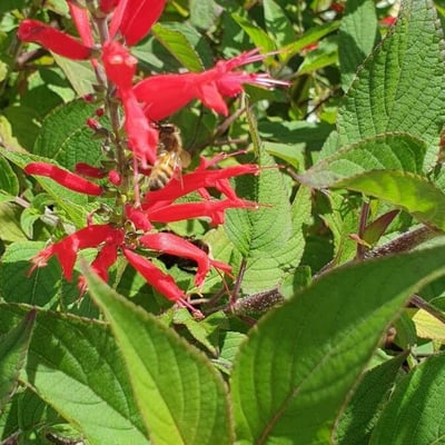 Salvia elegans — flower
