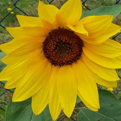 Helianthus petiolaris — flower