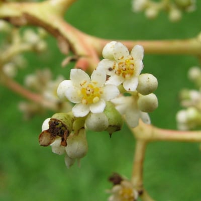 Ocotea puberula — flower