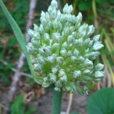 Allium cepa — flower
