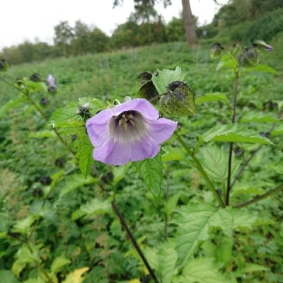 Nicandra physalodes — flower