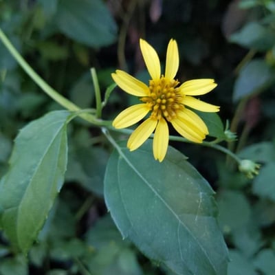 Smallanthus uvedalia — flower