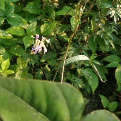 Amphicarpaea bracteata — flower