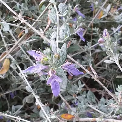 Teucrium fruticans — flower