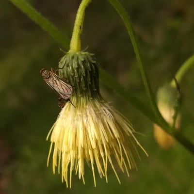 Cirsium erisithales — flower