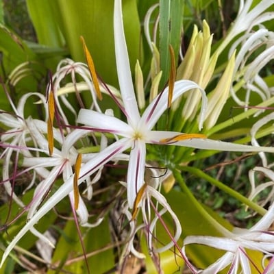 Crinum asiaticum — flower