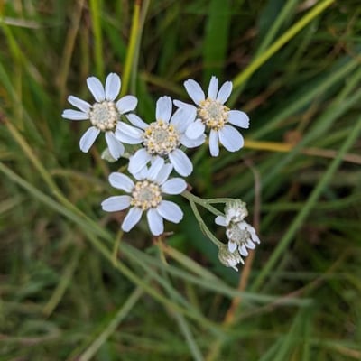 Achillea ptarmica — flower