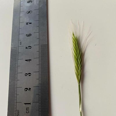 Brachypodium distachyon — flower