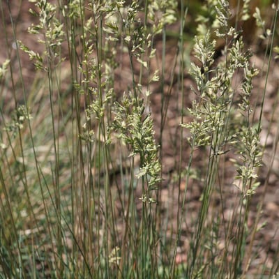 Festuca cinerea — flower