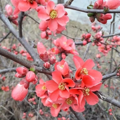 Chaenomeles japonica — flower