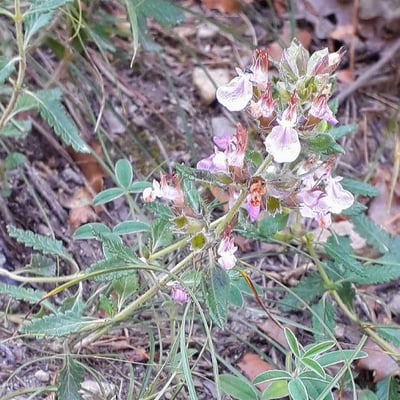 Teucrium chamaedrys — flower