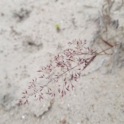 Agrostis vinealis — flower